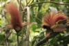 RareForestBirds (9)